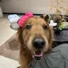皇家狗粮 成犬狗粮 犬粮 宠物大型犬 GR26全价犬粮≥15月15KG 实拍图