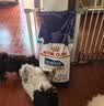 皇家狗粮 成犬狗粮 犬粮 宠物大型犬 GR26全价犬粮≥15月15KG 实拍图