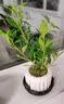 八芽小叶栀子花盆栽开花植物室内桌面茶几好养花卉绿植办公室净化空气 小叶栀子花-陶瓷竖纹盆-密胺托 带盆栽好 实拍图
