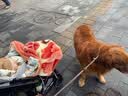 麦富迪狗粮 无谷牛肉双拼狗粮成犬 小型犬中大型犬通用10kg/20斤 实拍图
