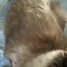 狮王艾宠宠物沐浴露温和猫犬通用除螨除臭洗澡保湿护肤400ml*2袋 实拍图