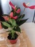 蝴蝶之舞红掌一帆风顺盆栽植物室内花卉好养土培大盆水养四季常青绿植 红掌40-50厘米2-3颗 含盆 实拍图