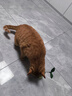 HELLOJOY猫玩具自嗨解闷逗猫棒不倒翁漏食球猫薄荷宠物猫玩的猫咪用品大全 实拍图
