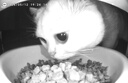 麦富迪猫粮 barf霸弗天然猫粮冻干生骨肉高蛋白成猫粮养胃增肌牛肉5.4kg 实拍图