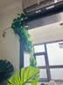 双盟仿真藤条绿萝叶婚庆节庆装饰假树叶藤蔓塑料花藤下水管道遮挡绿叶 实拍图