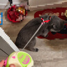 PETSTAR猫咪牵引绳 工字背心胸背带防挣脱外出可调节遛猫绳子 实拍图