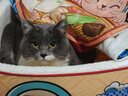 醇粹金标鲜肉全营养鲜肉猫粮25斤实惠增肥发腮小袋分装锁鲜12.5kg 实拍图