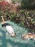 亿迪猫粮全价成猫幼猫冻干全阶段5斤布偶蓝猫英短橘猫通用小包装2.5kg 实拍图