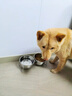 DALYKATE德国品牌猫碗狗碗狗狗食盆宠物用品不锈钢双碗喝水碗增高架防打翻 304食品级不锈钢--小号碗+小号碗 【耐腐蚀 不易锈】 实拍图