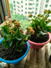 长寿花盆栽重瓣大花带花苞花苗四季室内开花好养的花卉植物 1.米橙(带花苞)送肥料 不含盆 实拍图