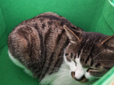 麦富迪 猫罐头 宠物猫咪零食猫湿粮罐头 吞拿鱼鲭鱼味 170g*24 实拍图