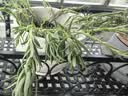 重瓣太阳花苗宿根混色植物绿植花卉盆栽四季开花带根带花苞发货 重瓣混色8-12色 20枝 带根带土 实拍图