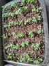 北蔬 各种蔬菜种子生菜草莓香菜小香葱黄瓜阳台四季菜籽 12种蔬菜种子 实拍图