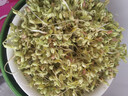 京严【可发12种】豆芽机全自动洒水家用三层大容量增压发豆芽多功能智 定时温控【三层大容量+遮光罩】1.2升水箱 实拍图