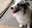 多尼斯（DOGNESS）狗狗牵引绳遛狗绳狗链子项圈小中型犬泰迪柯基法斗博美马犬 红M 实拍图