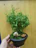 卡乐优（Coloyou）36色超轻粘土儿童无毒彩泥橡皮泥黏土套装手工课学生幼儿园透明箱 实拍图