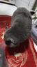 京东京造 生骨肉双拼全价猫粮-鸭肉生姜10kg 成幼猫冻干肠胃泪痕流浪救助 实拍图