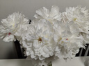 山东菏泽芍药鲜花花束重瓣大花苞基地直发鲜切花【全色系】 芍药-杨贵妃出浴【花苞/支2.5-3.0公分】 【10支】长度/支45公分以上 实拍图