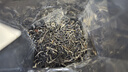 京东京造鲜来多茉莉花茶特级浓香型250g罐装毛尖茶叶茶叶自营礼盒送礼 实拍图