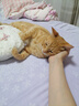 派迪诺猫咪营养美毛化毛套装维生素200片鱼油片200片猫草化毛球片300片 实拍图