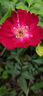 品胜苹果数据线快充充电器线适用iPhone14promax/13/12/11/8/Xs手机iPad车载USB to Lightning编织1.5m 实拍图
