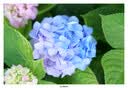 MEKE【L口】美科851.8se二代 L镜头85mm f1.8 SE二代自动对焦全画幅大光圈人像适用L口微单相机定焦 AF 85mm f1.8 SE 二代  （松下L口） 官方标配+（送高透UV+清 实拍图