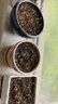 德沃多蔬菜专用营养土15L带肥料园艺盆栽种菜果蔬花土种植有机 实拍图