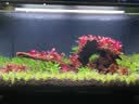 汉洋（HANYANG）鱼缸活性炭过滤材料水质水族用品细菌活性炭滤材生物球1000g 实拍图