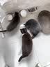 卫仕 五拼冻干全价全阶段猫粮 猫干粮 成猫幼猫高蛋白粮 山海盛宴 6kg 实拍图