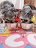 DALYKATE德国品牌猫碗狗碗狗狗食盆宠物用品不锈钢双碗喝水碗增高架防打翻 304食品级不锈钢--小号碗+小号碗 【耐腐蚀 不易锈】 实拍图