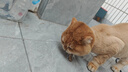 憨憨宠猫零食冻干桶猫咪零食成猫冻干鸡胸肉鱼鸭肉猫粮宠物猫狗冻干零食 12种冻干 精装组合桶600g 实拍图