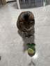 HELLOJOY猫玩具自嗨解闷逗猫棒不倒翁漏食球猫薄荷宠物猫玩的猫咪用品大全 实拍图