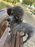 BOTH鸭肉梨 狗粮 中小型犬烘焙粮 比熊泰迪柯基 犬粮27.2斤 实拍图