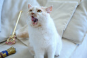 Orijen渴望猫粮 成猫幼猫粮 全价通用原味鸡肉进口5.4kg【临期】26/7 实拍图