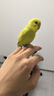 朗缤 鹦鹉活体鸟活物虎皮鹦鹉宠物活鸟玄凤鹦鹉手养鸟会说话幼鸟幼崽 黄色虎皮+白色虎皮（一公一母） 实拍图