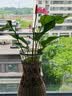 行湘水培绿植粉掌盆栽花卉水养鲜花好养活 粉掌2株【不含盆】源头直发 实拍图