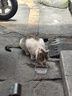 LEGENDSANDY蓝氏全价猫粮生鲜高能系列成猫幼猫 试用 试吃 猎鸟乳鸽 50g*5 实拍图