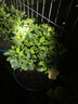 意轩 【带花苞】阳台室内盆栽花卉栀子花树苗大叶绿植四季开花枝子花 独杆栀子花4年苗【带花苞】 不含盆 实拍图