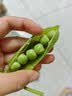 中鲜生 云南新鲜豌豆 甜豌豆新鲜蔬菜现摘豆角 净重4.5斤【好划算】鲜嫩饱满 实拍图