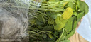 意轩铜钱草水培盆栽室内室外花卉金钱草绿植吸绿植花草植物 2盆【100根茎带叶发货不含盆】 实拍图