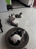 ZYUO日本品牌宠物除臭剂杀菌去尿味生物酶猫尿分解剂室内拖地专用除味 1瓶装【试用装】 实拍图