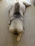 皇家狗粮 成犬狗粮 犬粮 宠物大型犬 GR26全价犬粮≥15月15KG 实拍图