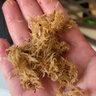 史丹利水苔150g 蝴蝶兰专用土干苔藓养兰花的营养土优质文石斛心兰乌龟 实拍图