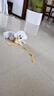 嬉皮狗小狗狗牵引绳背心式遛狗绳子小型犬胸背带狗链子XL码 建议15-28斤 实拍图