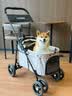 COOLECI宠物推车一键折叠宠物车中小型犬手推车可分离猫咪小推车狗狗用品 C2 奶茶色【低篮筐车架分离款】一键折叠 实拍图