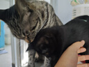 麦德氏猫咪专用羊奶粉200g 幼猫奶粉成猫羊奶粉新生猫咪宠物羊奶粉 猫咪专用羊奶粉 实拍图