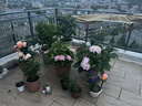 德沃多植物营养土通用40L养花土种菜花卉盆栽多肉种植土基质土壤 实拍图