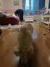 麦富迪狗粮 藻趣儿狗粮成犬粮牛肉螺旋藻 均衡营养7.5kg/15斤 实拍图