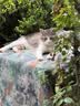 佳乐滋银勺宠物猫粮英短美短布偶天然全价通用成猫粮8.4kg 实拍图