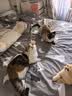牧灵CFA赛级逗猫棒猫咪玩具自嗨解闷逗猫棒羽毛铃铛替换头小宠物用品 【限量50件】CFA赛级逗猫棒 实拍图